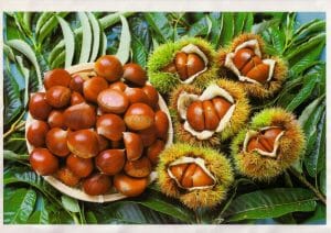 丹波篠山　森口栗園の写真