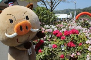 4/20(土)にしきシャクナゲまつり／シャクナゲ公園の写真