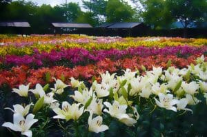 丹波篠山【夏】のおでかけスポットの写真