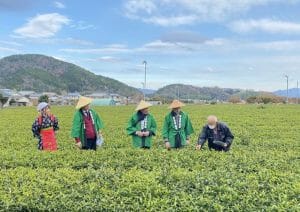 平安時代から1200年続く丹波篠山茶のヒミツ旅の写真