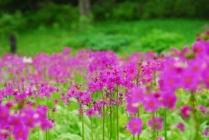 多紀連山 クリンソウ群生地の写真