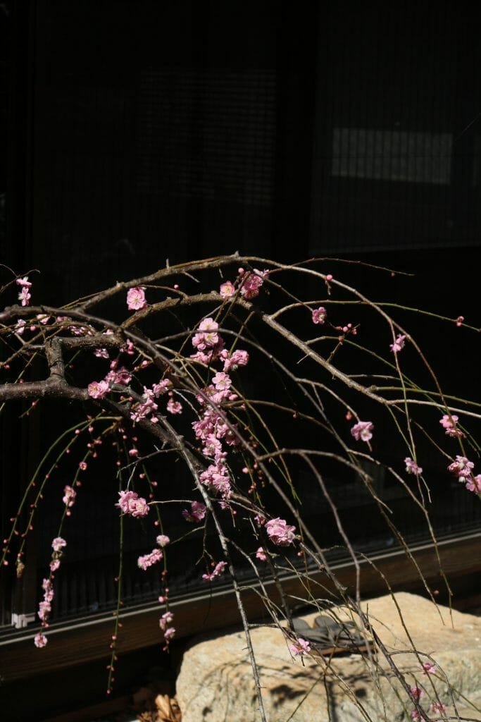 Tamba-Sasayama à la mi-mars, Une visite à Furuichi