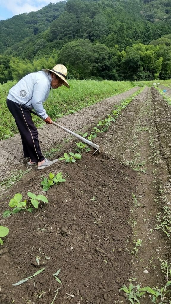 Farming in Sasayama